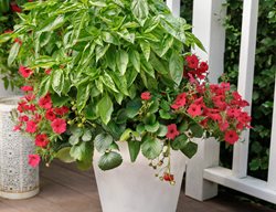 Strawberry Plant Recipe, Strawberry, Basil, Petunia
Proven Winners
Sycamore, IL