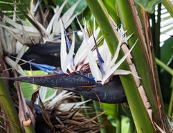 Strelizia Nicolai, White Bird Of Paradise
Shutterstock.com
New York, NY