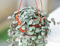 String Of Hearts Plant, Ceropegia Woodii
Shutterstock.com
New York, NY