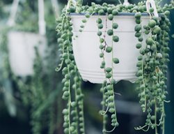 String Of Pearls Plant, 
Shutterstock.com
New York, NY