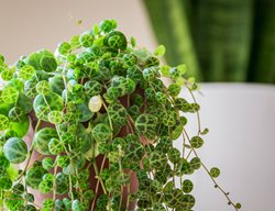 String Of Turtles Peperomia, Peperomia Prostrata
Shutterstock.com
New York, NY