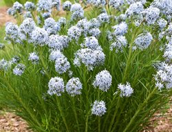 String Theory Amsonia, Amsonia Hybrid
Proven Winners
Sycamore, IL