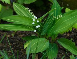 Striped Lily Of The Valley, Albostriata
Alamy Stock Photo
Brooklyn, NY