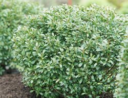 Strongbox Inkberry Holly, Ilex Glabra
Proven Winners
Sycamore, IL