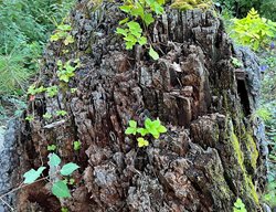 Stumpery Garden, Plants Growing In Tree Stump
Garden Design
Calimesa, CA