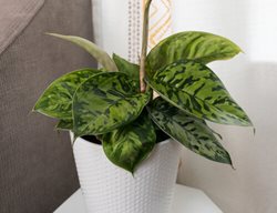 Stylelush™ Uplift™ Camouflage Homalomena, Homalomena Wallisii
Proven Winners
Sycamore, IL