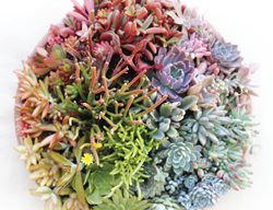 Succulent Arrangement, Color Wheel
Debra Lee Baldwin
San Diego, CA