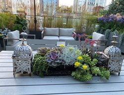 Succulent Centerpiece
Garden Design
Calimesa, CA