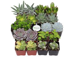 Succulent Collection
Garden Design
Calimesa, CA