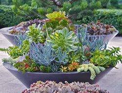 Succulent Container Gardens, Container Grouping
Pot Incorporated
Vancouver, BC