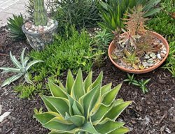 Succulent Containers In Garden Bed
Garden Design
Calimesa, CA