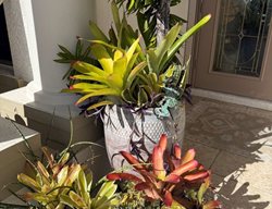 Succulent Containers On Patio
Garden Design
Calimesa, CA