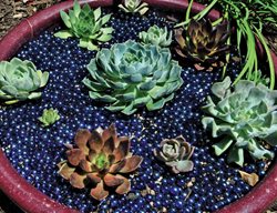 Succulent Dish, Coral Reef
Ten Speed Press
Berkeley, CA