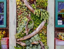Succulent Frame, Driftwood
Succulent Cafe (Peter Loyola)
Oceanside, CA