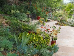 Succulent Garden
Debra Lee Baldwin
San Diego, CA