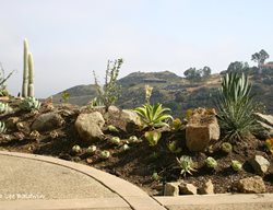 Succulent Garden, Succulent Beds
Debra Lee Baldwin
San Diego, CA