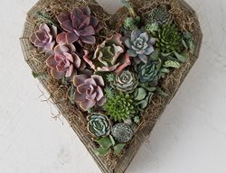 Succulent Heart Planter
Garden Design
Calimesa, CA