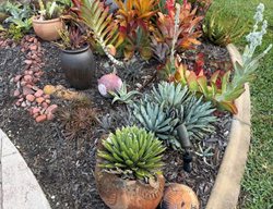 Succulent Landscaping
Garden Design
Calimesa, CA