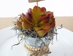 Succulent, Place Setting
Garden Design
Calimesa, CA