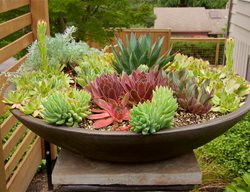 Succulent Planter
Garden Design
Calimesa, CA
