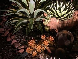 Succulent Plants At Night
Garden Design
Calimesa, CA