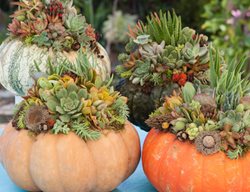 Succulent Pumpkin, Succulents, Pumpkins
Garden Design
Calimesa, CA