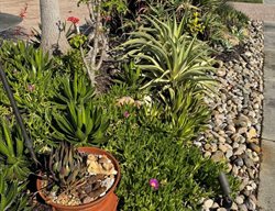 Succulent Sidewalk Border
Garden Design
Calimesa, CA