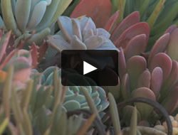 Succulent Video
Garden Design
Calimesa, CA
