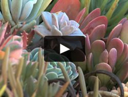 Succulent Video
Garden Design
Calimesa, CA