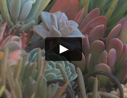 Succulent Videos
Garden Design
Calimesa, CA
