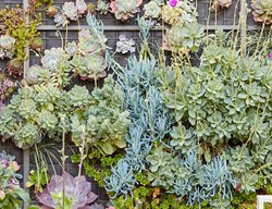 Succulent Wall, Vertical Gardening, Succulent Plants
Planted Earth Design
Berkeley, CA
