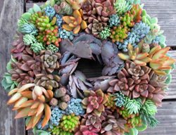 Succulent Wreath, Succulents
Garden Design
Calimesa, CA