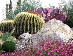 Succulents, Celebration, Waterwise Botanicals
Garden Design
Calimesa, CA