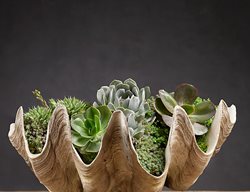 Succulents, Clamshell Container, Container Garden
Garden Design
Calimesa, CA