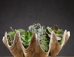 Succulents, Clamshell Container, Container Garden
Garden Design
Calimesa, CA