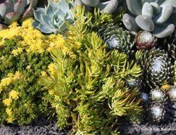 Succulents, Container
Debra Lee Baldwin
San Diego, CA