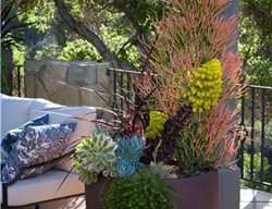Succulents, Container Garden
Garden Design
Calimesa, CA