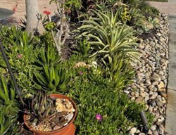 Succulents
Garden Design
Calimesa, CA