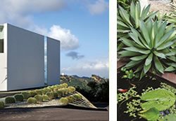 Succulents
Garden Design
Calimesa, CA