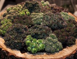 Succulents Growing In Log
Garden Design
Calimesa, CA