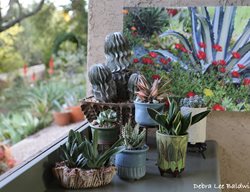 Succulents In Containers, Container Arrangement
Debra Lee Baldwin
San Diego, CA