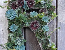 Succulents, Succulent Letter, R
Garden Design
Calimesa, CA
