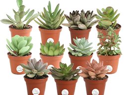 Succulents, Succulent Plants
Costa Farms
Miami, FL