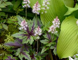 Sugar And Spice Tiarella, Foamflower, Tiarella Hybrid
Shutterstock.com
New York, NY