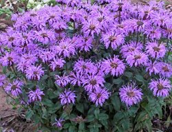 Sugar Buzz Blue Moon Bee Balm, Monarda Didyma, Purple Flowers
Walters Gardens
