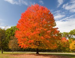 Sugar Maple, Acer Saccharum
Shutterstock.com
New York, NY