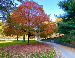 Sugar Maple Tree, Acer Saccharum
Shutterstock.com
New York, NY