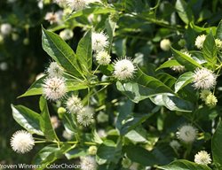 Sugar Shack Button Bush, Cephalanthus Occidentalis
Proven Winners
Sycamore, IL