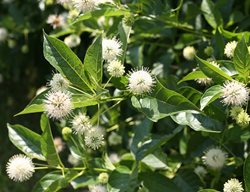 Sugar Shack Buttonbush, Cephalanthus Occidentalis
Proven Winners
Sycamore, IL