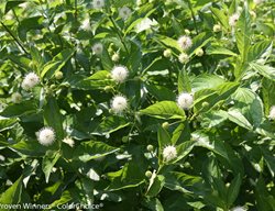 Sugar Shack Buttonbush, Cephalanthus Occidentalis
Proven Winners
Sycamore, IL
